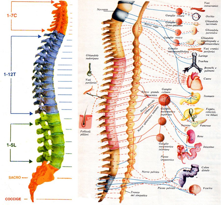 osteopatia-torino